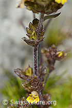 C301868: Zwerg-Augentrost (Euphrasia minima)