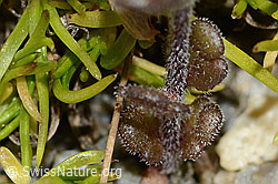 C301869: Zwerg-Augentrost (Euphrasia minima)
