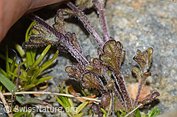 C301872: Zwerg-Augentrost (Euphrasia minima)