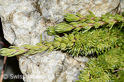 C301907: Moosartiger Steinbrech (Saxifraga bryoides)