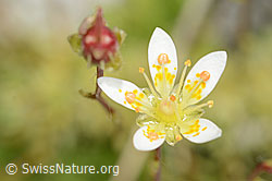 C301908: Moosartiger Steinbrech (Saxifraga bryoides)