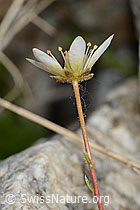 C301909: Moosartiger Steinbrech (Saxifraga bryoides)