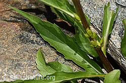 Alpen-Goldrute (Solidago virgaurea ssp. minuta) (C301919) Alpen-Goldrute (Solidago virgaurea ssp. minuta) (C301919)