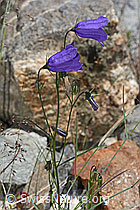 C301944: Scheuchzers Glockenblume (Campanula scheuchzeri)