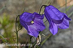 C301945: Scheuchzers Glockenblume (Campanula scheuchzeri)