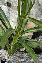 C301947: Scheuchzers Glockenblume (Campanula scheuchzeri)