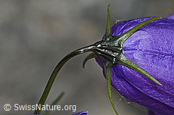 C301949: Scheuchzers Glockenblume (Campanula scheuchzeri)