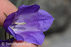 C301950: Scheuchzers Glockenblume (Campanula scheuchzeri)