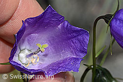 C301951: Scheuchzers Glockenblume (Campanula scheuchzeri)