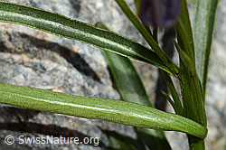 C301953: Scheuchzers Glockenblume (Campanula scheuchzeri)
