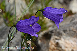 C301958: Scheuchzers Glockenblume (Campanula scheuchzeri)