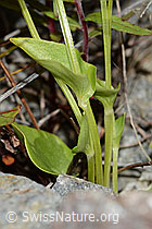 Foto: Sumpf-Herzblatt (Parnassia palustris)