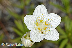 Foto: Sumpf-Herzblatt (Parnassia palustris)