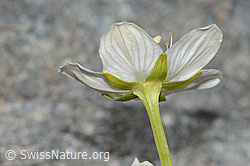 Foto: Sumpf-Herzblatt (Parnassia palustris)