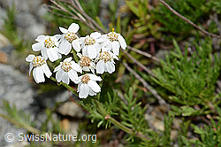 C302000: Moschus-Schafgarbe (Achillea erba-rotta ssp. moschata)
