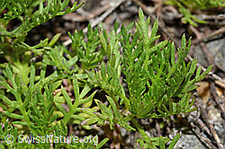 C302007: Moschus-Schafgarbe (Achillea erba-rotta ssp. moschata)