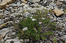 C302008: Moschus-Schafgarbe (Achillea erba-rotta ssp. moschata)