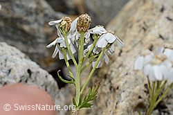 C302009: Moschus-Schafgarbe (Achillea erba-rotta ssp. moschata)