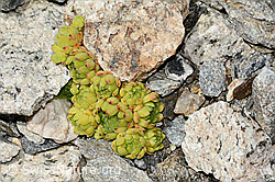 C302022: Berg-Hauswurz (Sempervivum montanum)