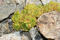 C302025: Berg-Hauswurz (Sempervivum montanum)