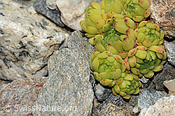 C302026: Berg-Hauswurz (Sempervivum montanum)