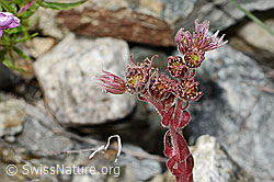 C302027: Berg-Hauswurz (Sempervivum montanum)