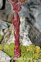 C302028: Berg-Hauswurz (Sempervivum montanum)