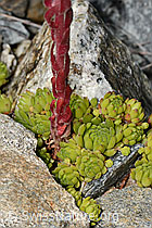 C302029: Berg-Hauswurz (Sempervivum montanum)