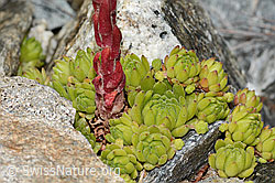 C302030: Berg-Hauswurz (Sempervivum montanum)