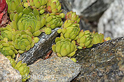 C302031: Berg-Hauswurz (Sempervivum montanum)