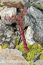 C302034: Berg-Hauswurz (Sempervivum montanum)