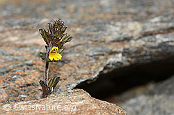 C302039: Zwerg-Augentrost (Euphrasia minima)