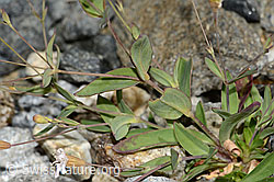 C302051: Felsen-Leimkraut (Silene rupestris)