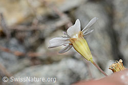 C302054: Felsen-Leimkraut (Silene rupestris)