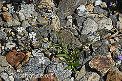 C302056: Felsen-Leimkraut (Silene rupestris)