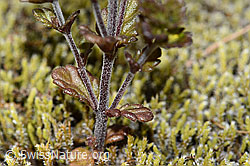 Zwerg-Augentrost (Euphrasia minima) (C302091) Zwerg-Augentrost (Euphrasia minima) (C302091)