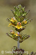 Zwerg-Augentrost (Euphrasia minima) (C302094) Zwerg-Augentrost (Euphrasia minima) (C302094)