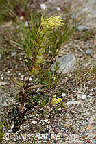 Schmalblättriger Klappertopf (Rhinanthus glacialis) (C302095) Schmalblättriger Klappertopf (Rhinanthus glacialis) (C302095)