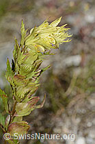 Schmalblättriger Klappertopf (Rhinanthus glacialis) (C302096) Schmalblättriger Klappertopf (Rhinanthus glacialis) (C302096)