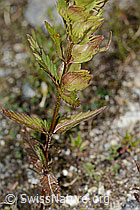 Schmalblättriger Klappertopf (Rhinanthus glacialis) (C302097) Schmalblättriger Klappertopf (Rhinanthus glacialis) (C302097)