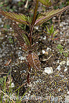 Schmalblättriger Klappertopf (Rhinanthus glacialis) (C302098) Schmalblättriger Klappertopf (Rhinanthus glacialis) (C302098)