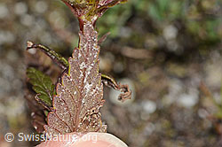 Schmalblättriger Klappertopf (Rhinanthus glacialis) (C302100) Schmalblättriger Klappertopf (Rhinanthus glacialis) (C302100)