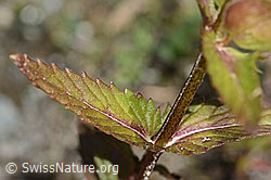 Schmalblättriger Klappertopf (Rhinanthus glacialis) (C302101) Schmalblättriger Klappertopf (Rhinanthus glacialis) (C302101)