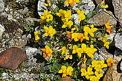 Alpen-Hornklee (Lotus alpinus) (C303980) Alpen-Hornklee (Lotus alpinus) (C303980)