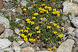 Alpen-Hornklee (Lotus alpinus) (C303982) Alpen-Hornklee (Lotus alpinus) (C303982)