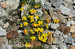 Alpen-Hornklee (Lotus alpinus) (C303983) Alpen-Hornklee (Lotus alpinus) (C303983)