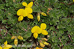 Alpen-Hornklee (Lotus alpinus) (C303985) Alpen-Hornklee (Lotus alpinus) (C303985)