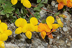 Alpen-Hornklee (Lotus alpinus) (C303986) Alpen-Hornklee (Lotus alpinus) (C303986)