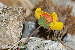 Alpen-Hornklee (Lotus alpinus) (C303992) Alpen-Hornklee (Lotus alpinus) (C303992)