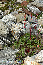 Säuerling (Oxyria digyna) (C304008) Säuerling (Oxyria digyna) (C304008)